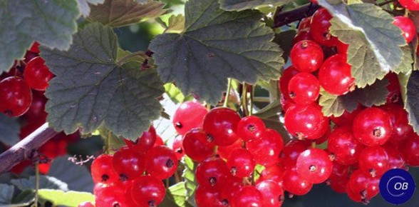 ��� ��������� ��������� �� ������� ���������� ��� ��������� ������