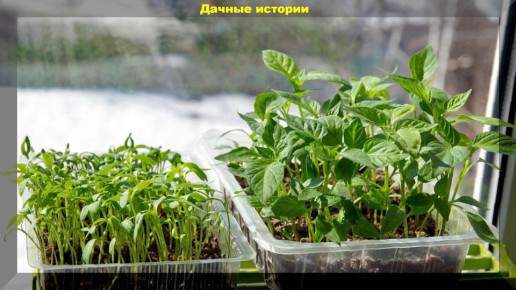 Успех на даче: отвечаем на самые частые вопросы новичков