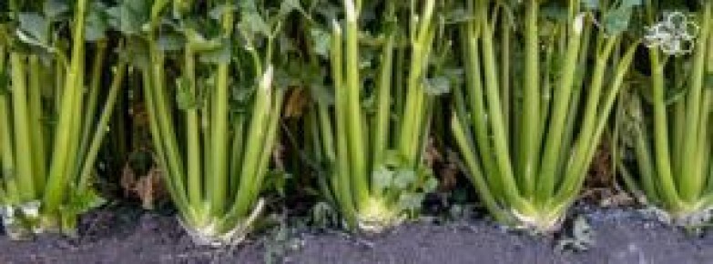 ��� ��������� ���������: ������� ������ � ������ ��� ��������