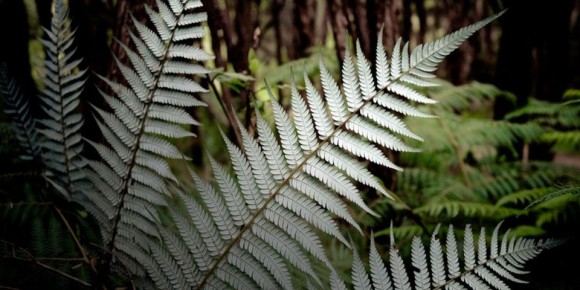 ����������� �����������: �������� �� �������� � ������ ����