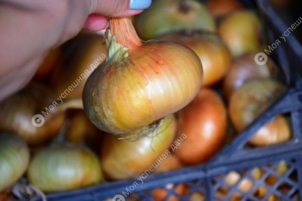 ��� ��������� ������� �������� ���: ������� ����� � ������