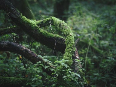 ��������� �� ��������: ������ �������� �����������