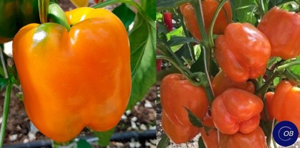 ���������� ����� ������ ��� ������ �������