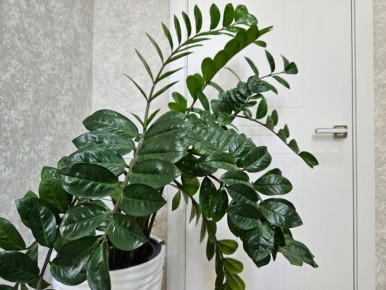 ��� ������� ������������ � �����: ��� ������� ������ �� ����� �� ���������� �������