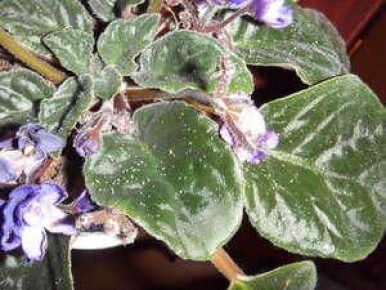 Как спасти комнатные растения от тли: эффективные методы борьбы