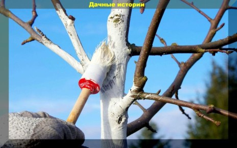 Как правильно побелить деревья: советы для садоводов