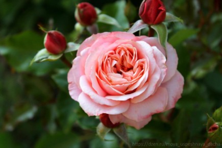 ������ �� ������: ��� �������� ������� �������� � ������ �����