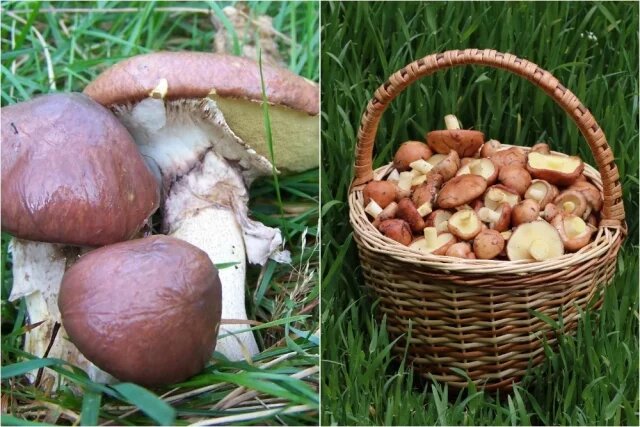 Как отличить масленок от ложных грибов: полезные советы