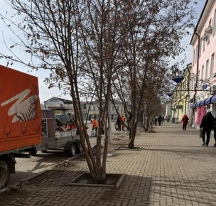 Рябины на улице Кирова в Улан-Удэ помолодели после стрижки