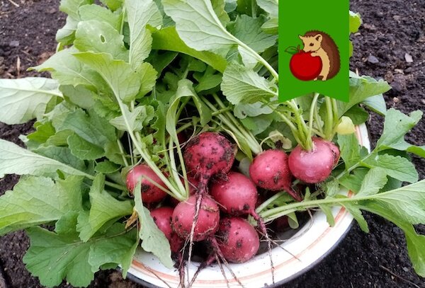 Что стоит учесть при выращивании редиса осенью: 3 критические ошибки