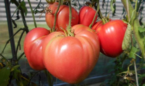 �������������� ��������: �� ������������� �� ����������� �� ����� �������