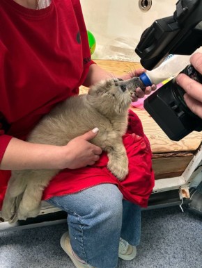 ������ �������� �������� �� ������� ���������� ���������?