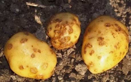 Как эффективно защитить картофель от парши