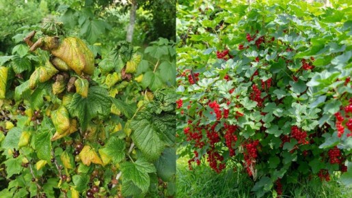 Простой способ защиты смородины: дедовский метод против химии