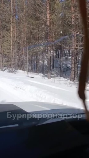 «Это не соболь!». А норка! Зверёк повстречался на пути инспекторам Бурприроднадзора