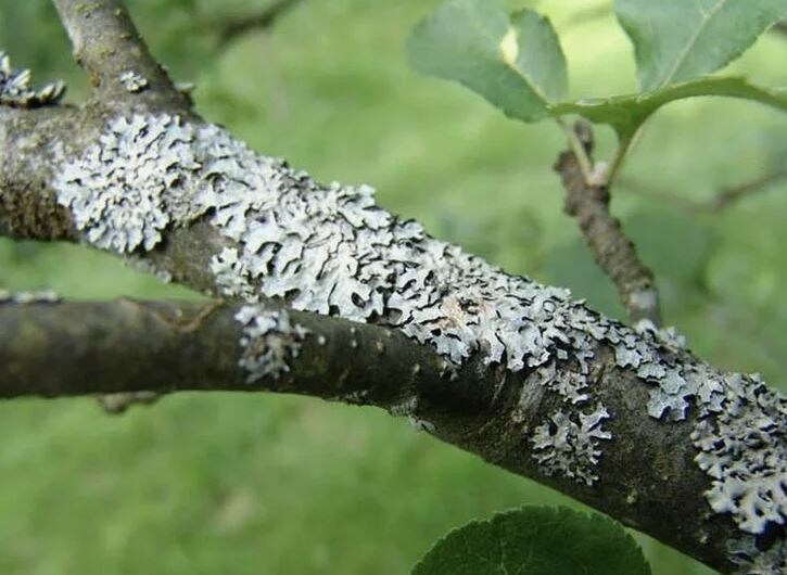 Как бороться с лишайником на старых яблонях: нужно ли его удалять?