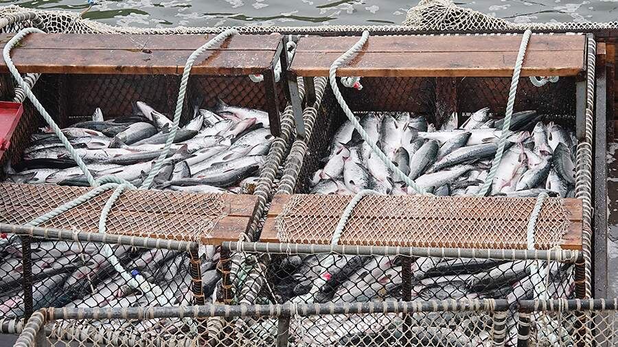 Сокращение вылова рыбы в Северном бассейне: причины и последствия