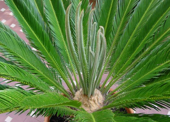 Как ухаживать за цикасом: советы для начинающих цветоводов