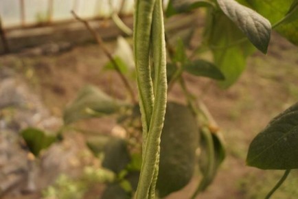 Как вырастить вигну: советы для дачников