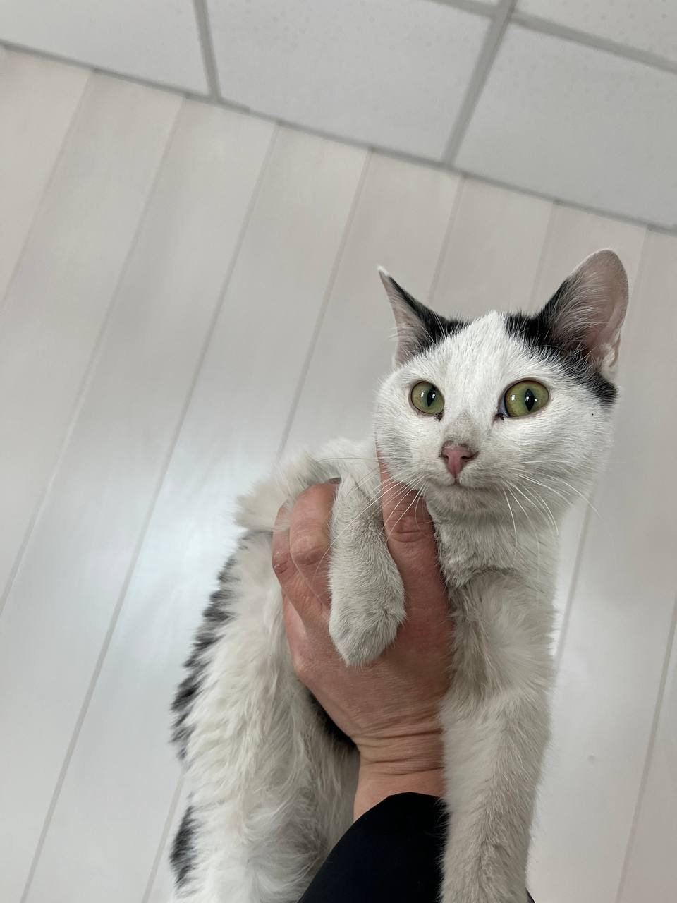 Неожиданный поворот обычного дежурства: пришлось искать временный дом четверым котятам, обнаруженным в салоне машины нетрезвого «бесправника», автоинспекторам в Красноярском крае Неожиданный поворот обычного дежурства: пришлось искать временный дом четверым котятам, обнаруженным в салоне машины нетрезвого «бесправника», автоинспекторам в Красноярском крае