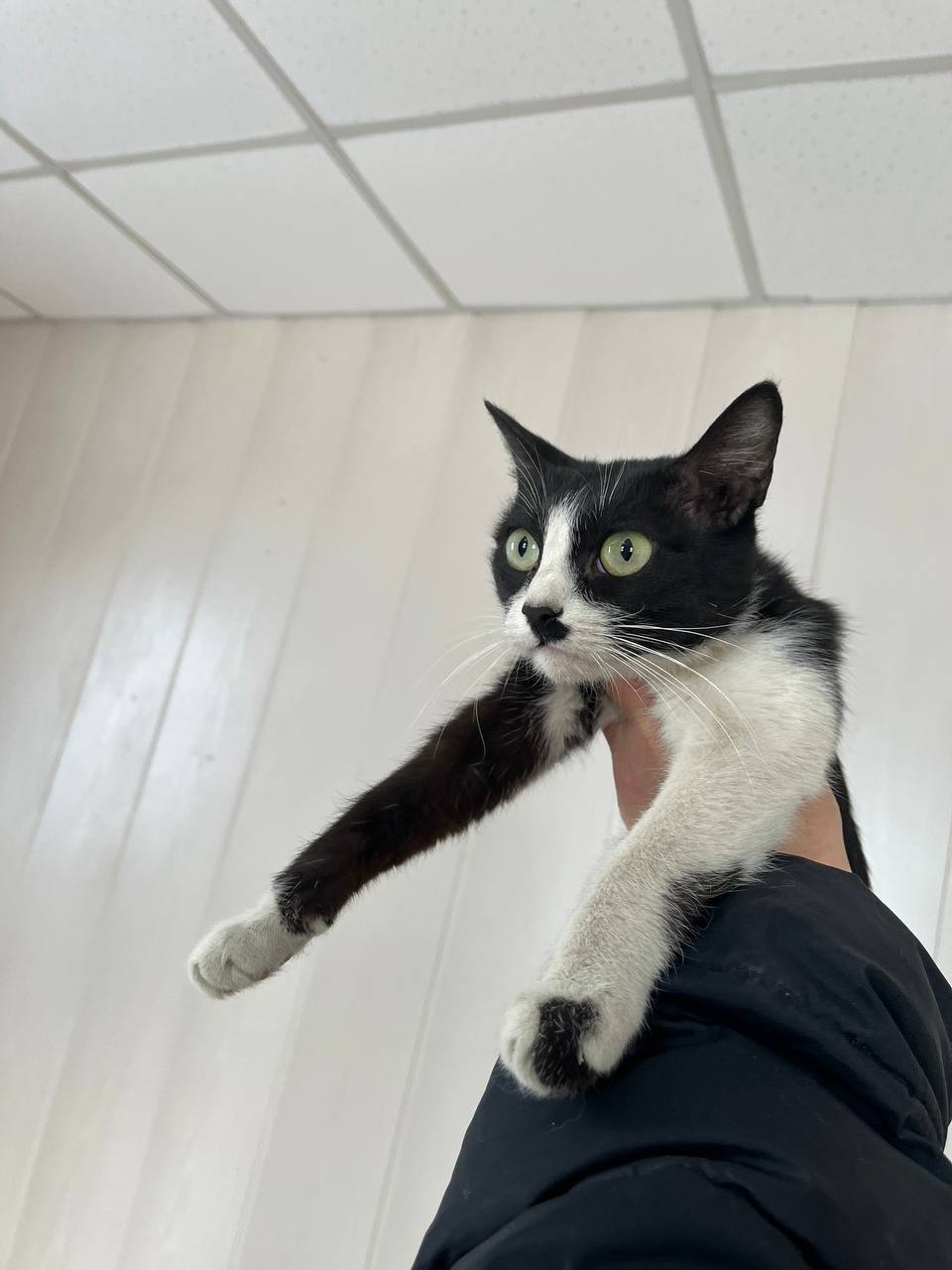 Полицейские спасли четверых котят, найденных в машине пьяного бесправника Полицейские спасли четверых котят, найденных в машине пьяного бесправника