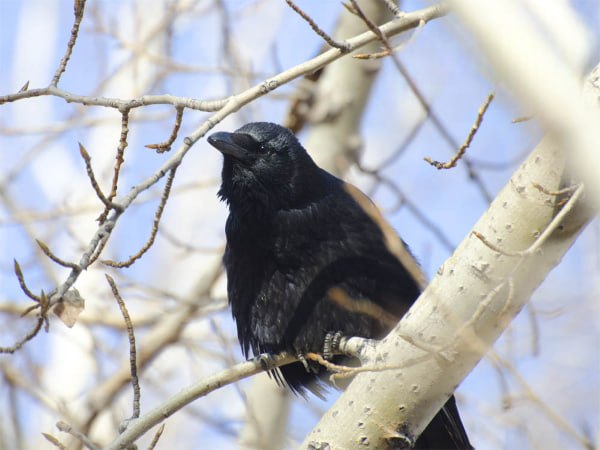 Улан-удэнец подобрал на улице раненую ворону