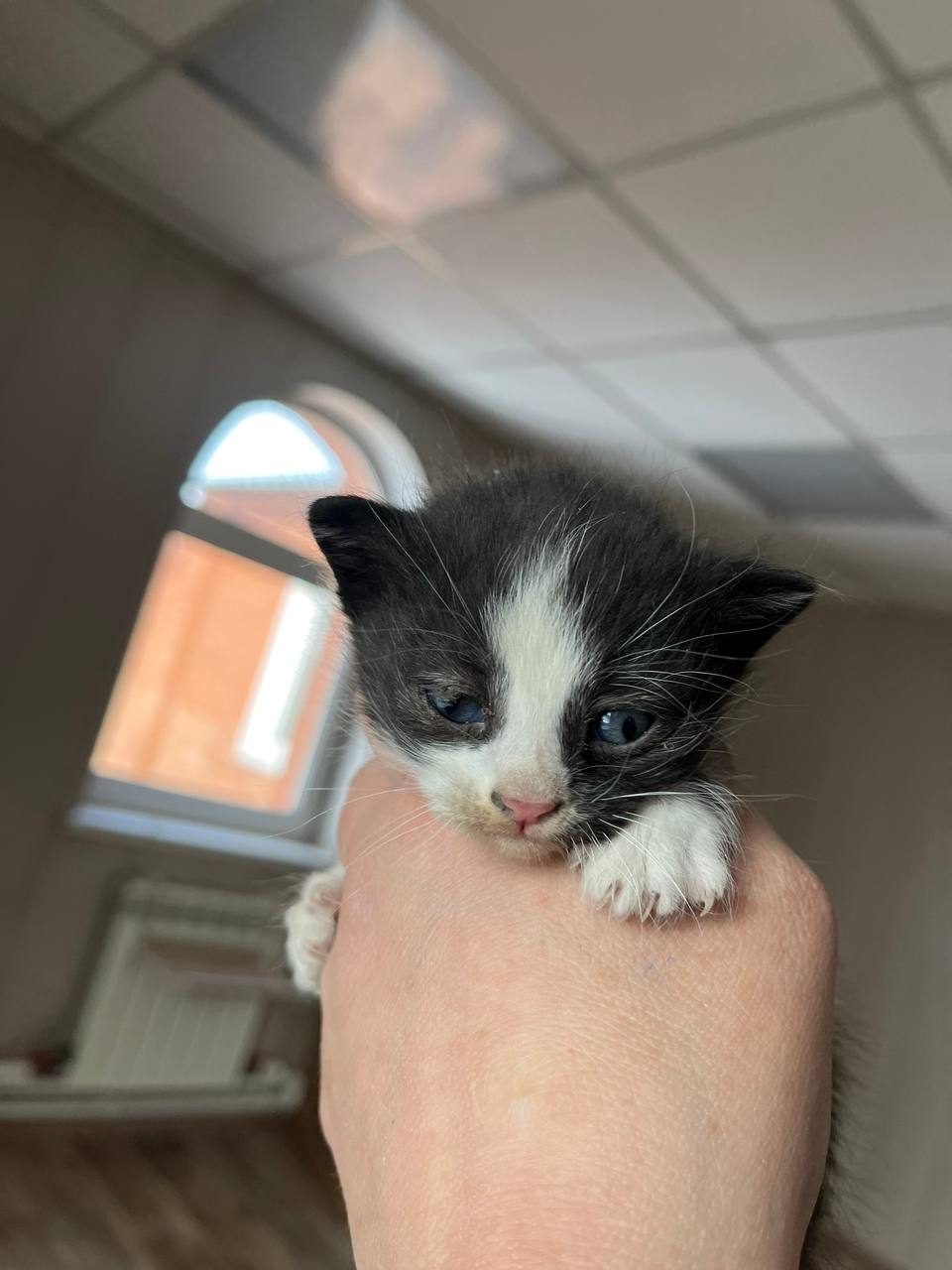 Полицейские спасли четверых котят, найденных в машине пьяного бесправника Полицейские спасли четверых котят, найденных в машине пьяного бесправника