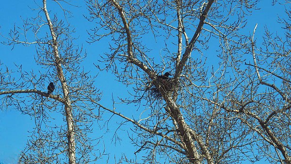 13 градусов: Бурятию на три дня накроет тепло
