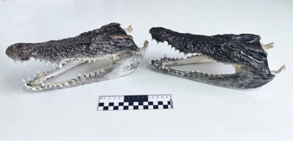 ������ ��������� ���������� ������������� ����������� � �������� ��������� �� ��������