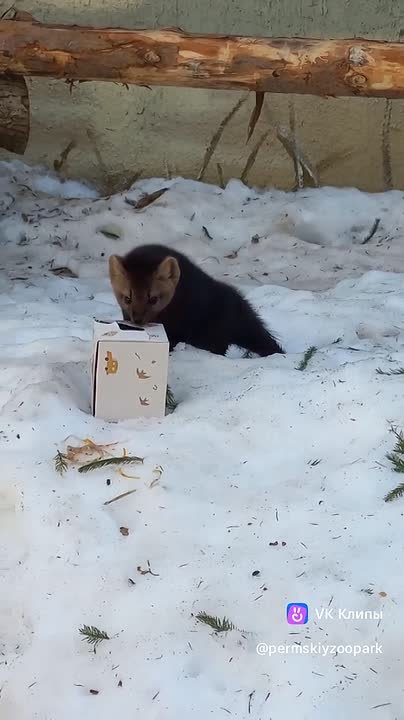 Баргузинский соболь Тугнуй освоился в Пермском зоопарке