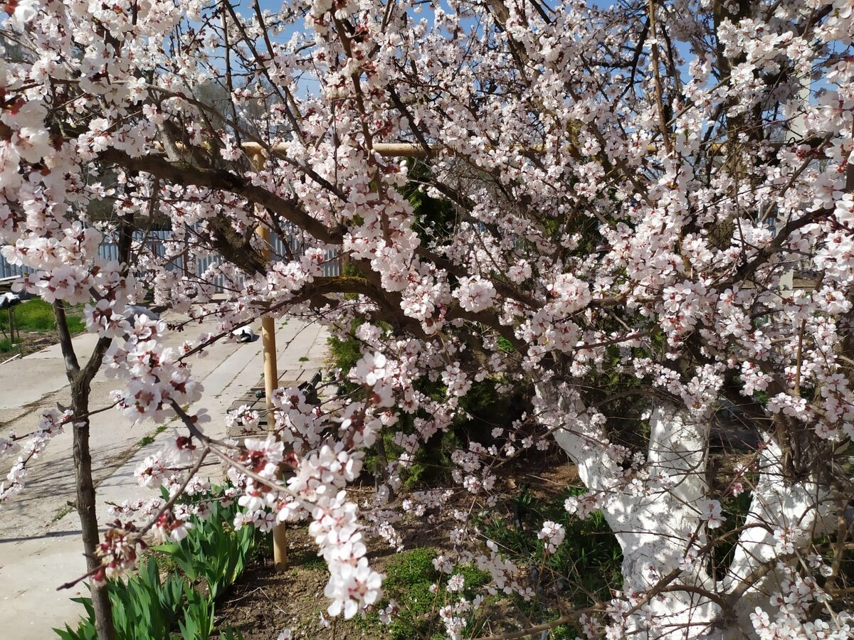 Как обеспечить богатый урожай: секреты здоровья фруктовых деревьев