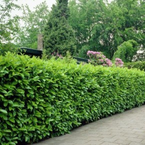 ��� ������� � �������� ����� ��������: ������ �� ������ ��������