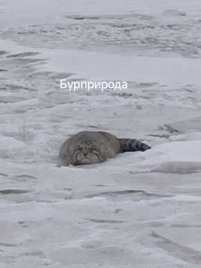 ������ � ������� ������ ��������� ����� ���������� �������