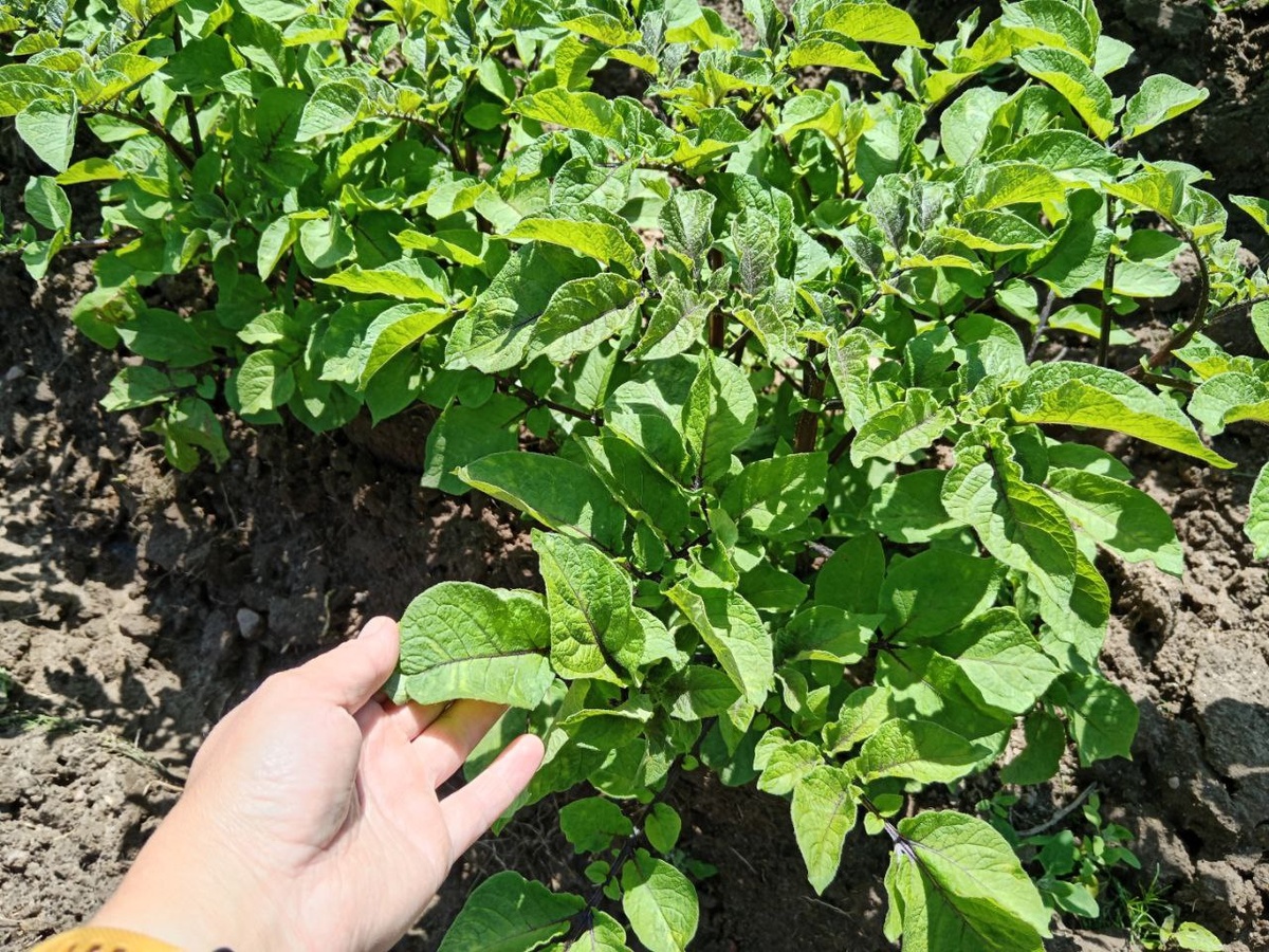 Как защитить картошку от колорадских жуков: опыт огородника