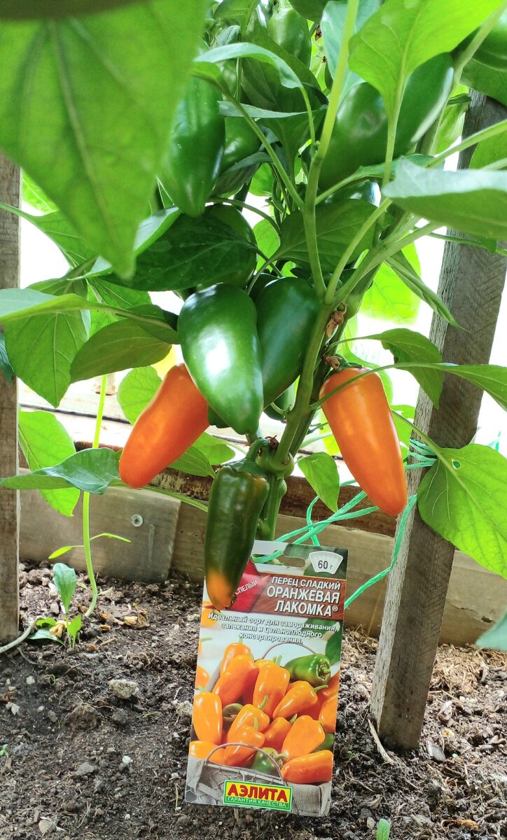 Оранжевая лакомка: идеальный перец для свежих блюд и зимних запасов