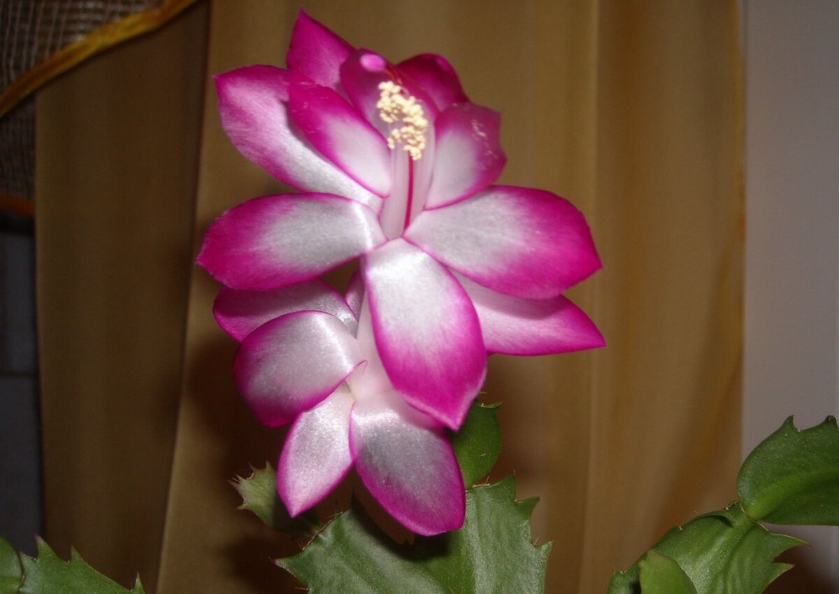 Как обеспечить декабристу идеальные условия для цветения