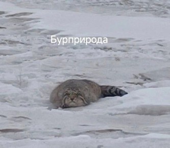 � ����� ������� ������� ������ ����������� ����