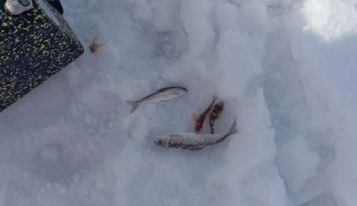 «Улов пошёл!»: В Бурятии стартовала «Байкальская рыбалка-2026»