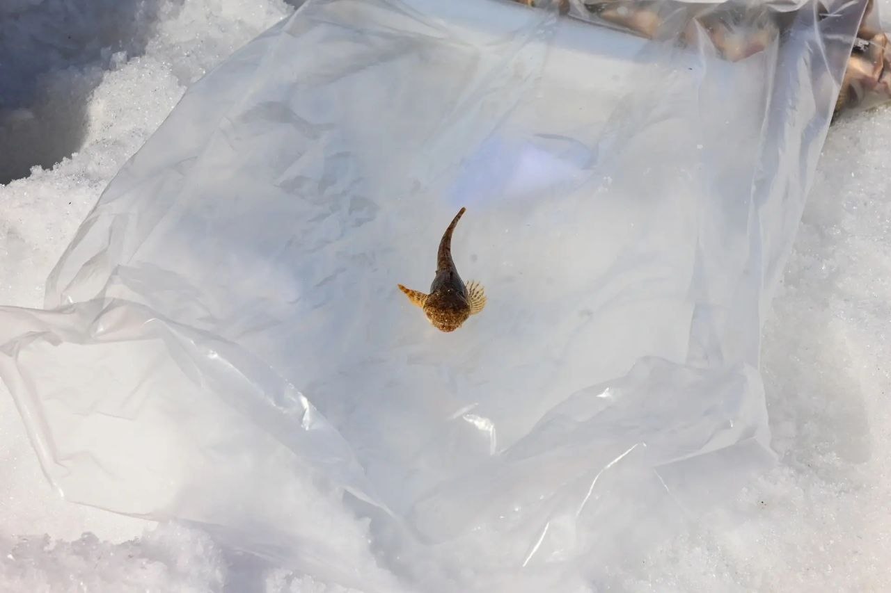 Алексей Цыденов: Сегодня Байкальская рыбалка-2026! Алексей Цыденов: Сегодня Байкальская рыбалка-2026!