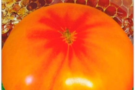 �������� ����������� ��� ����������� ��������� ����� ������-�������