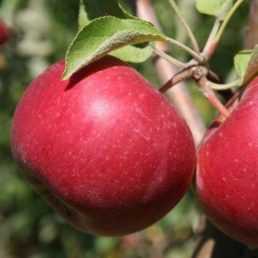 ������ ��������: ��������� ������������ ���� � ����������� ����������