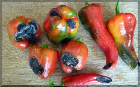 ������� ������ �������� �����: ������� � ���� ������