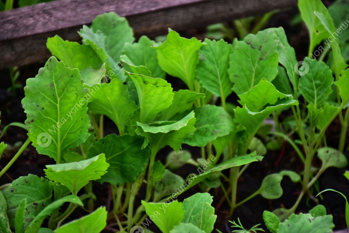 Эффективные подкормки для капусты: советы для быстрого роста и формирования кочанов