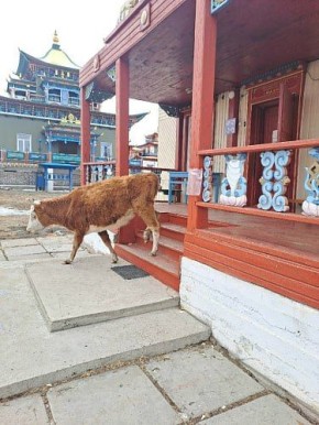 Корова зашла «помолиться» в Иволгинский дацан в Бурятии
