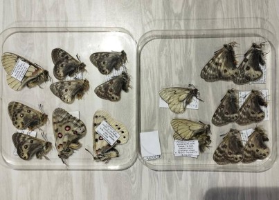 Бурятия отправляет бабочек и жуков в Японию и Китай