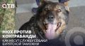 Нюх против контрабанды. Как несут службу собаки Бурятской таможни