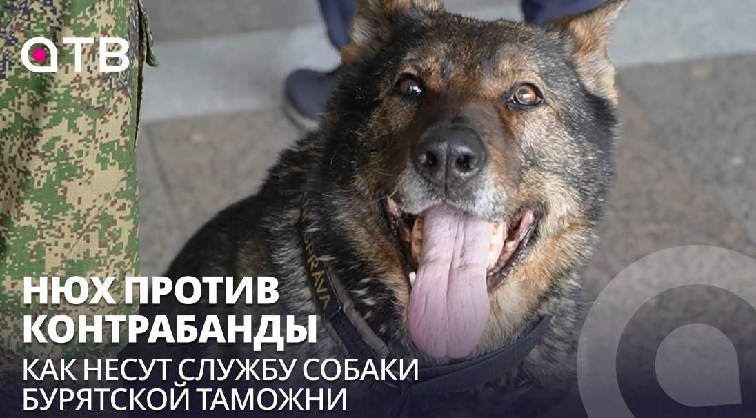 Нюх против контрабанды. Как несут службу собаки Бурятской таможни