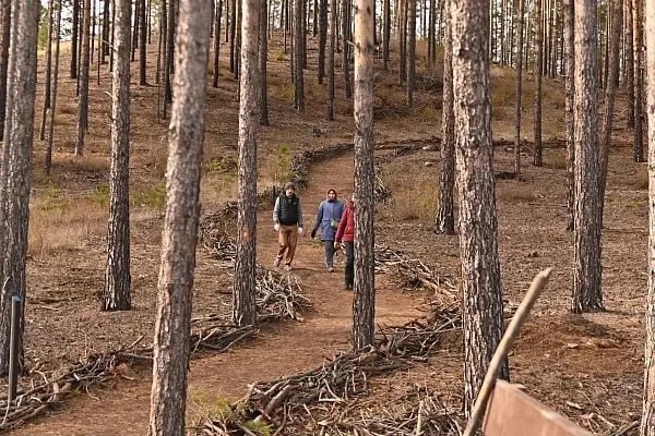 Прогулки по лесу в Улан-Удэ останутся доступными несмотря на введение особого противопожарного режима в Бурятии