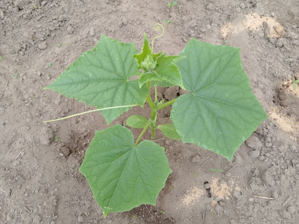 ���������� ���� �� ��������: ������� � ������