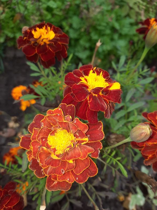 ����� ���������: ���� � ���������� �� ������ ������